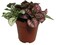 Tricolor Polka Dot Plant - Hypoestes - Colorful House Plant - 2" Pot